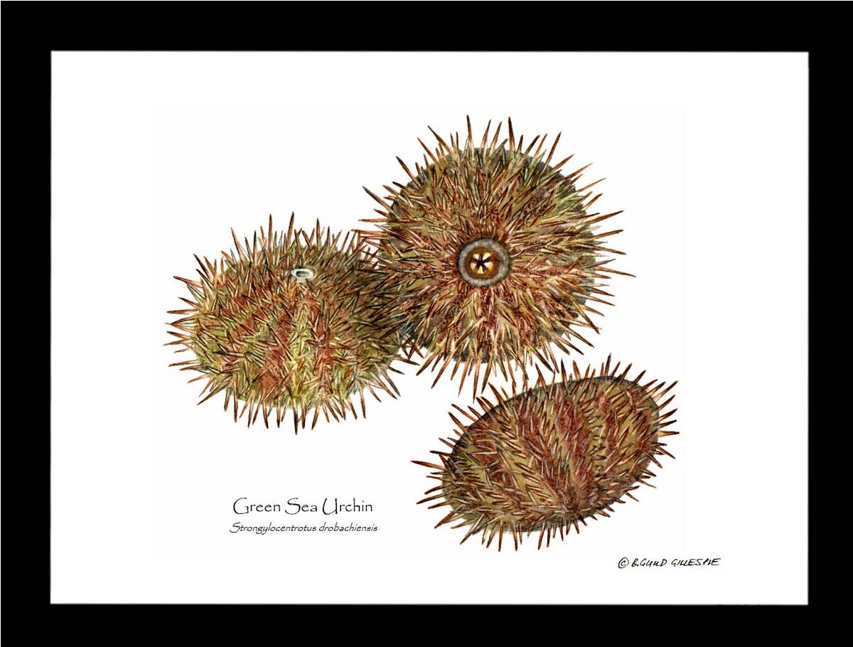 Shellfish Print: Sea Urchin, Green | Wall Art Shellfish Print
