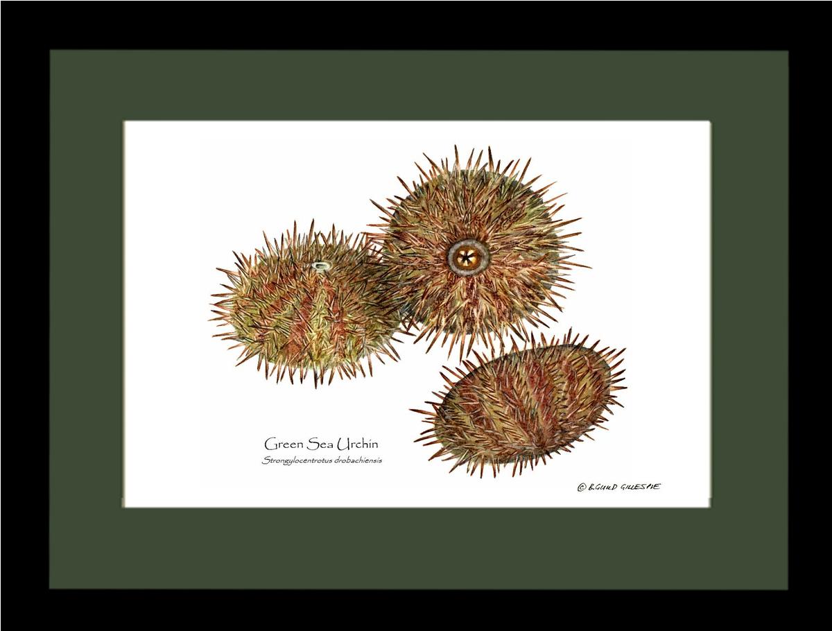 Shellfish Print: Sea Urchin, Green | Wall Art Shellfish Print