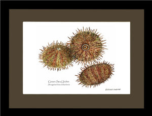 Sea Urchin, Green