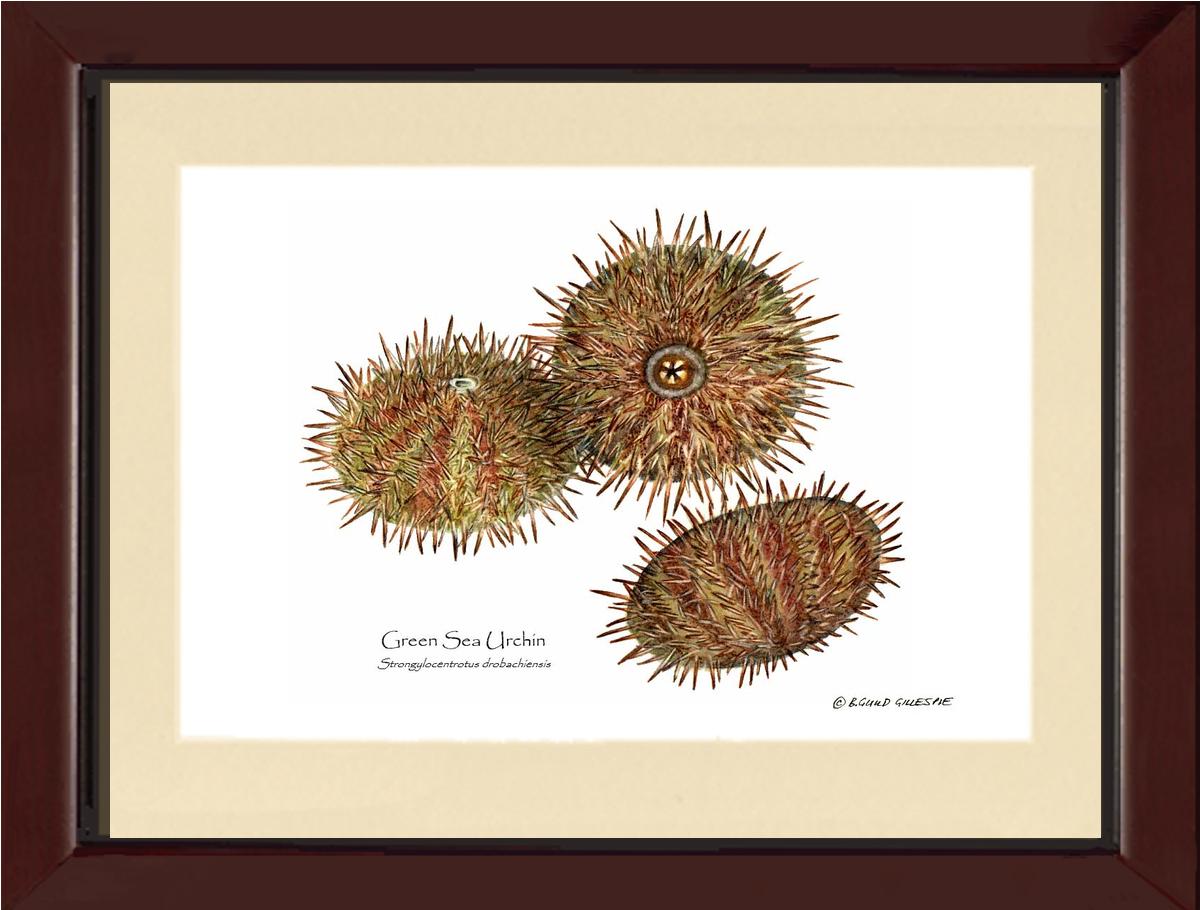 Shellfish Print: Sea Urchin, Green | Wall Art Shellfish Print