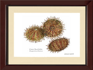 Shellfish Print: Sea Urchin, Green