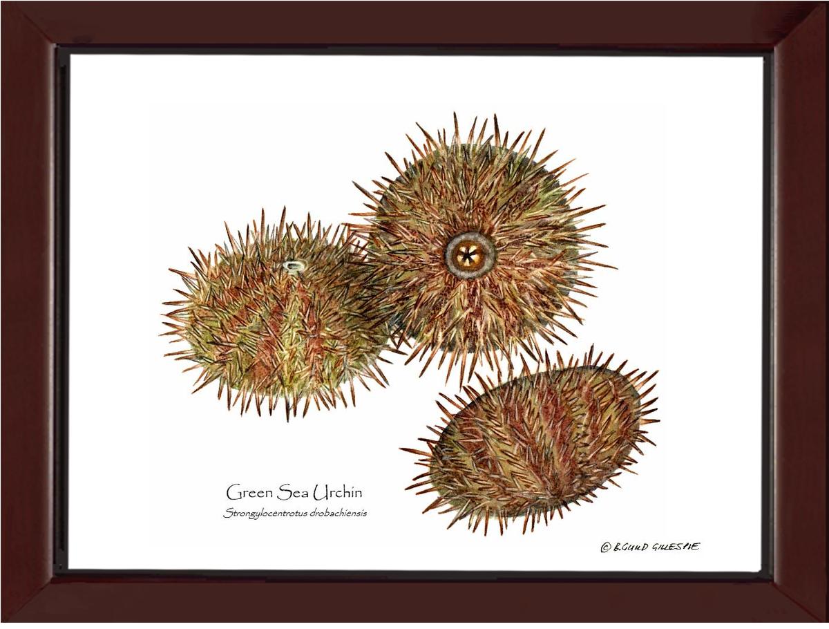 Shellfish Print: Sea Urchin, Green | Wall Art Shellfish Print