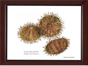 Shellfish Print: Sea Urchin, Green