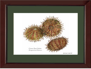 Shellfish Print: Sea Urchin, Green