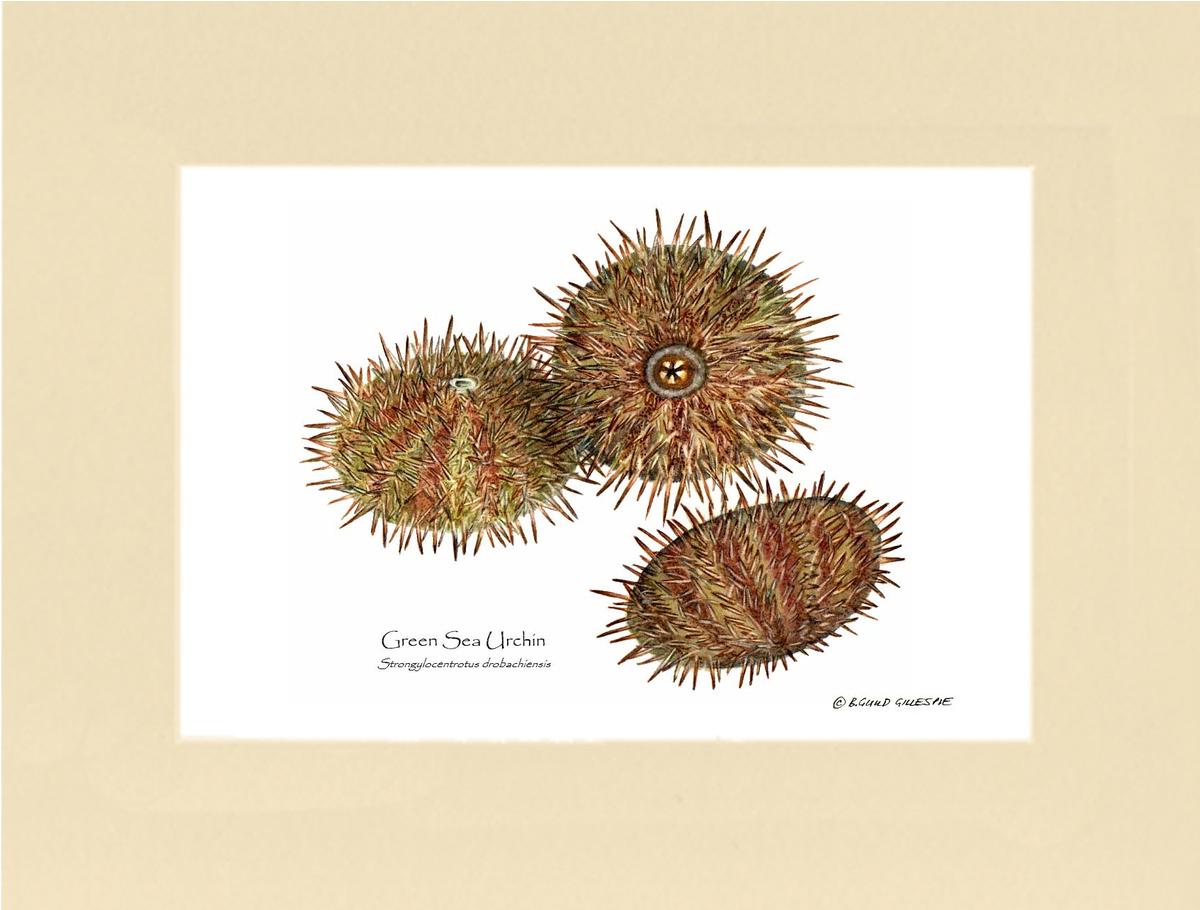 Shellfish Print: Sea Urchin, Green | Wall Art Shellfish Print