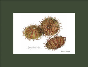 Sea Urchin, Green