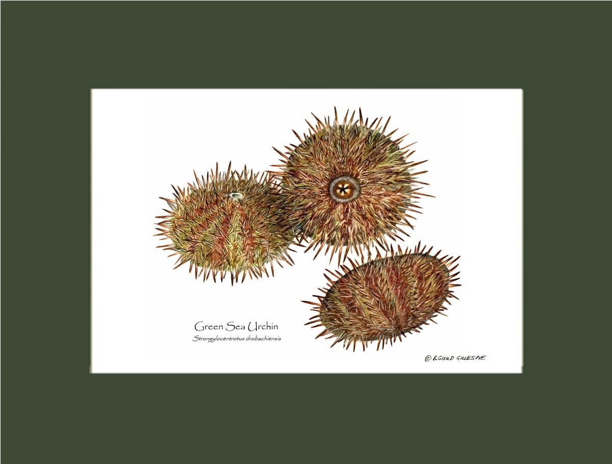 Shellfish Print: Sea Urchin, Green | Wall Art Shellfish Print