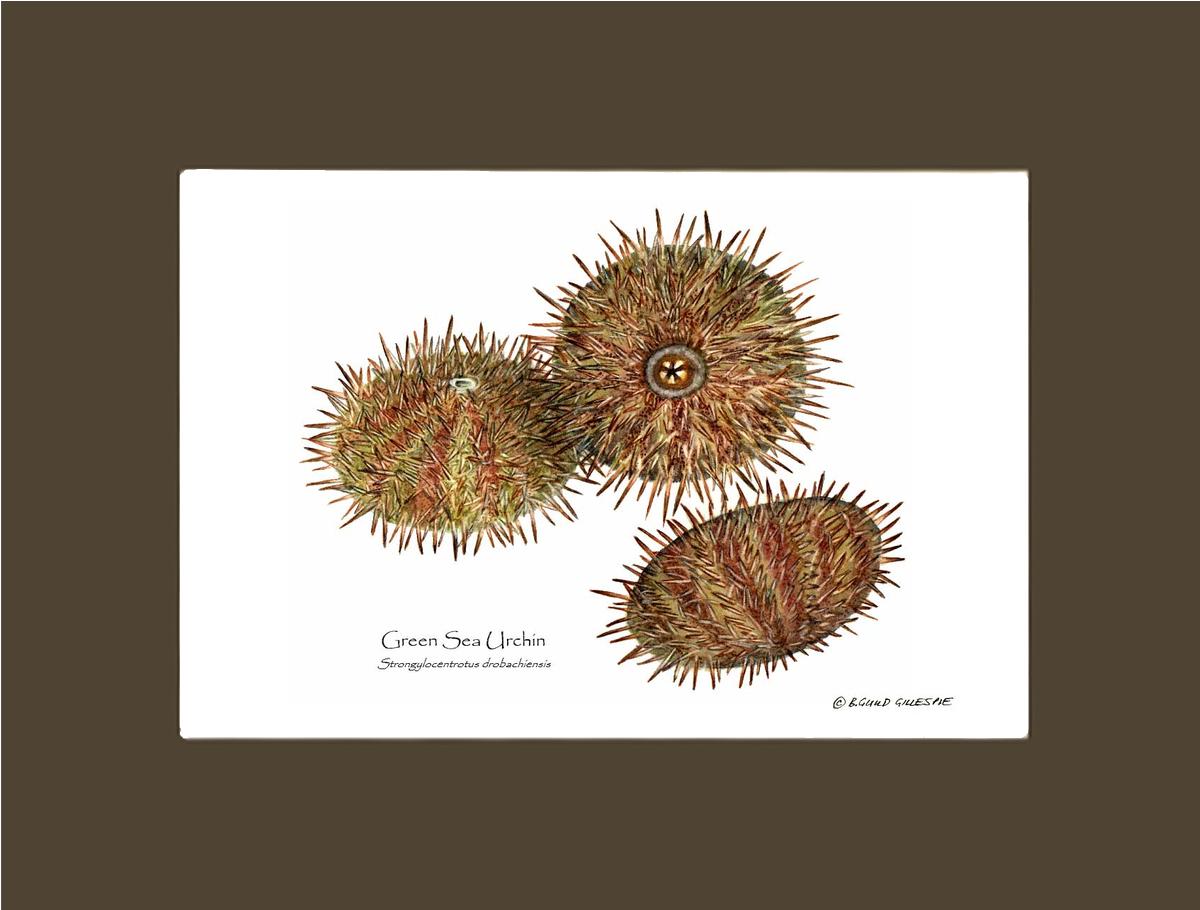 Shellfish Print: Sea Urchin, Green | Wall Art Shellfish Print