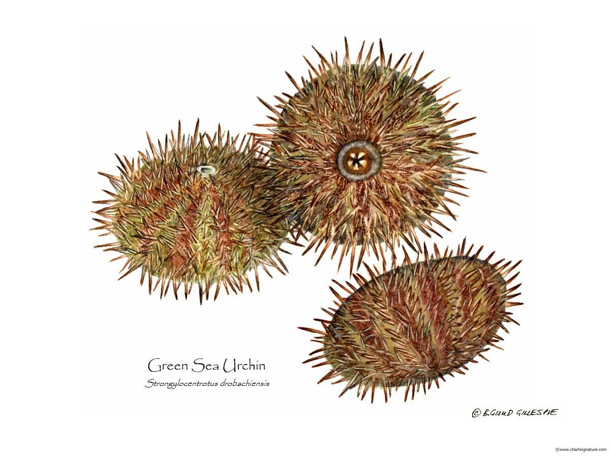 Shellfish Print: Sea Urchin, Green | Wall Art Shellfish Print