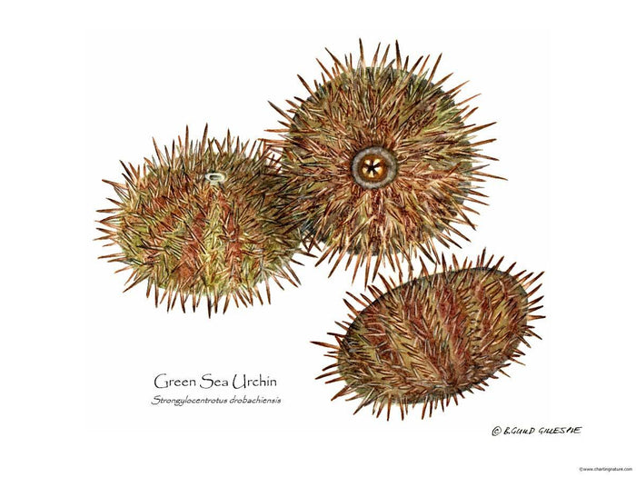 Shellfish Print: Sea Urchin, Green