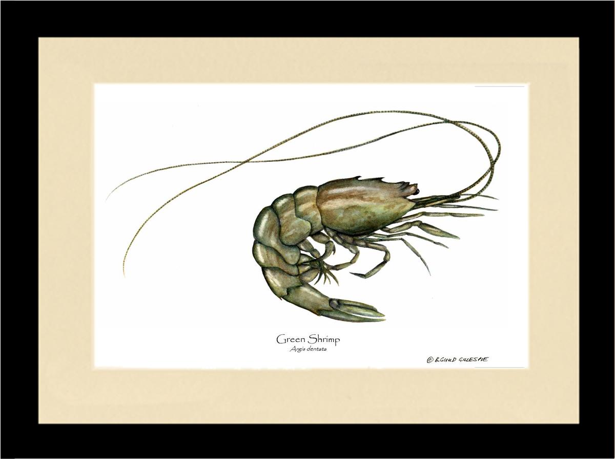 Shellfish Print: Shrimp, Green | Wall Art Shellfish Print