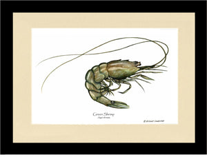 Shellfish Print: Shrimp, Green