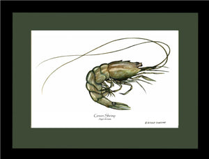 Shellfish Print: Shrimp, Green