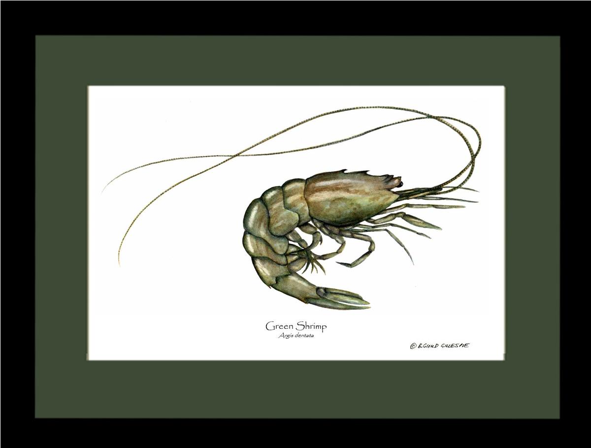 Shellfish Print: Shrimp, Green | Wall Art Shellfish Print