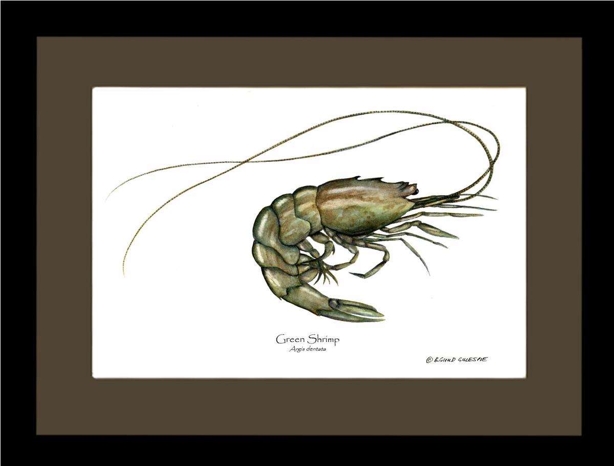Shellfish Print: Shrimp, Green | Wall Art Shellfish Print