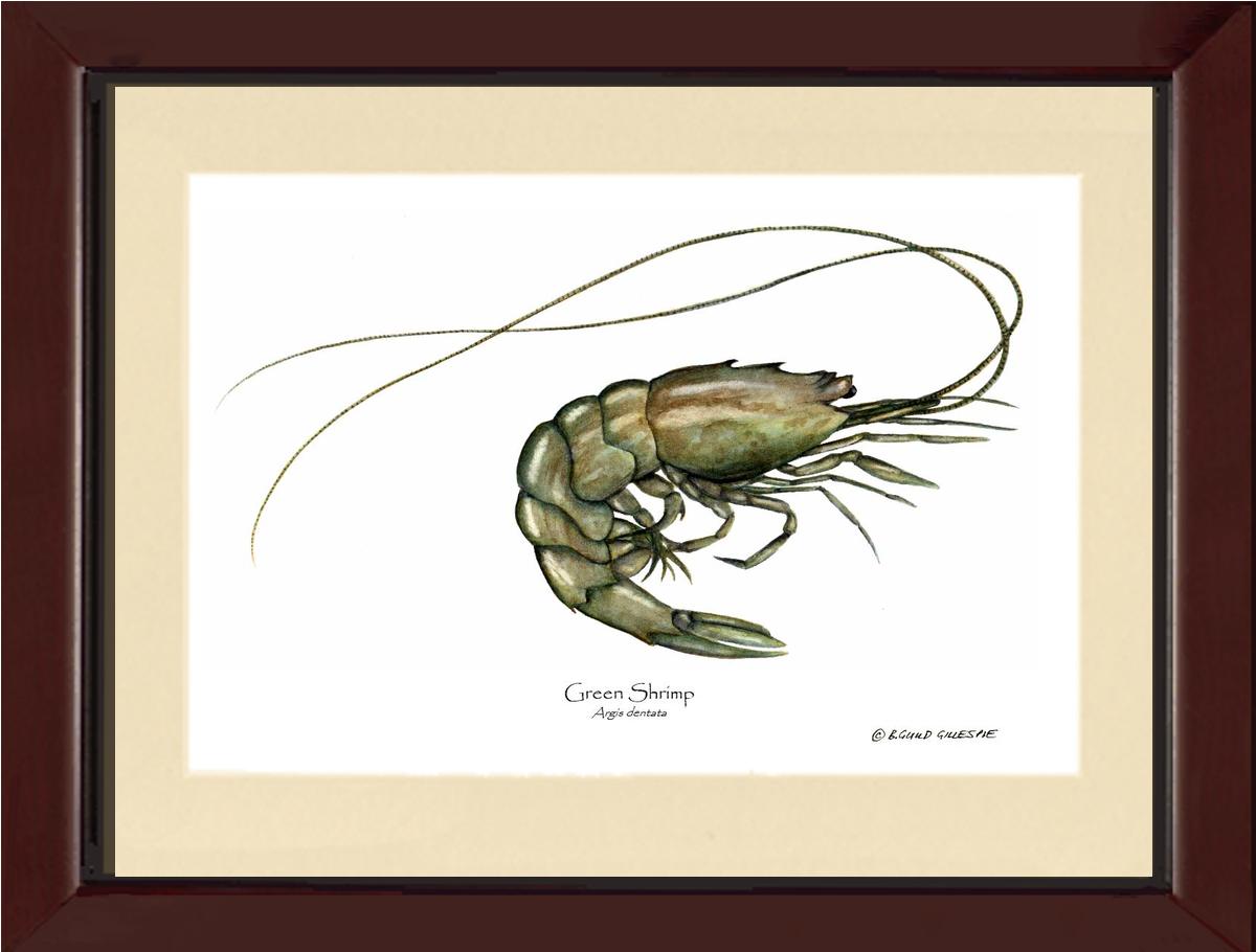 Shellfish Print: Shrimp, Green | Wall Art Shellfish Print