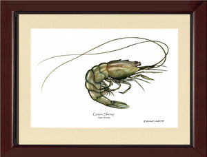 Shellfish Print: Shrimp, Green