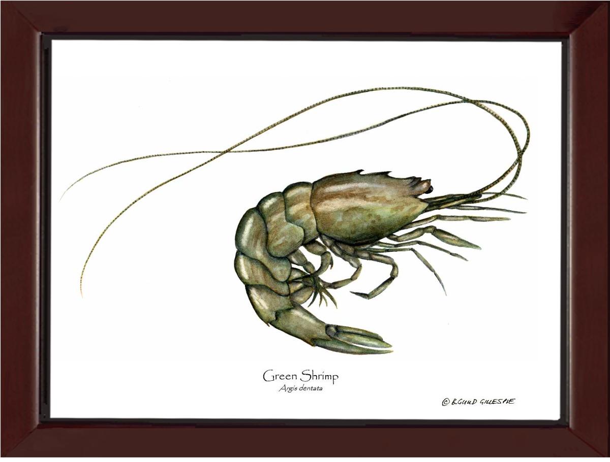 Shellfish Print: Shrimp, Green | Wall Art Shellfish Print
