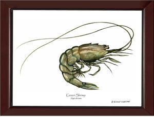 Shellfish Print: Shrimp, Green