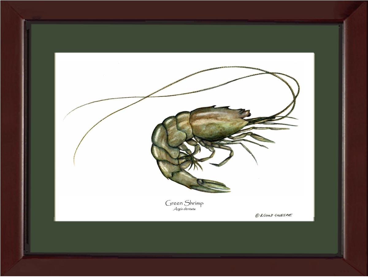 Shellfish Print: Shrimp, Green | Wall Art Shellfish Print