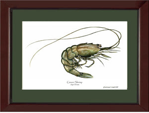 Shellfish Print: Shrimp, Green