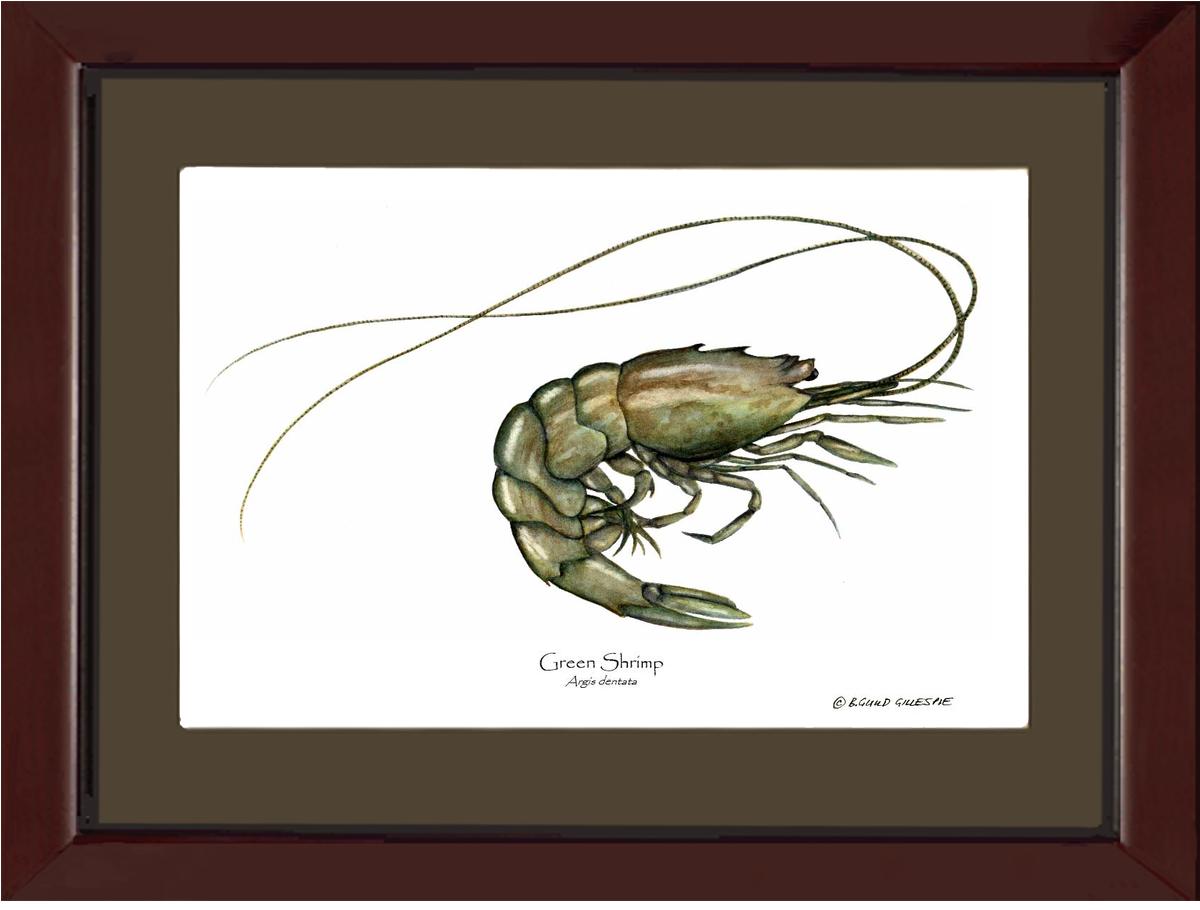 Shellfish Print: Shrimp, Green | Wall Art Shellfish Print