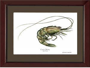 Shellfish Print: Shrimp, Green