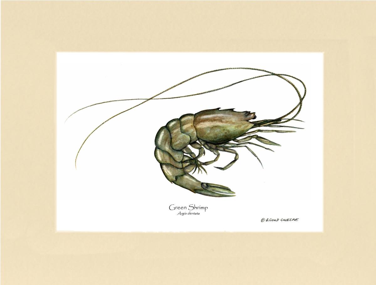 Shellfish Print: Shrimp, Green | Wall Art Shellfish Print