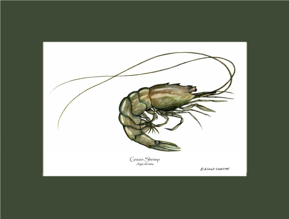 Shellfish Print: Shrimp, Green | Wall Art Shellfish Print
