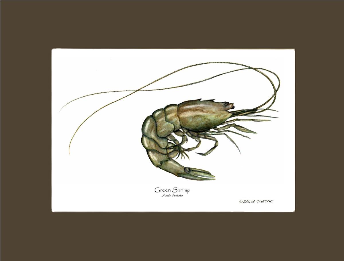 Shellfish Print: Shrimp, Green | Wall Art Shellfish Print
