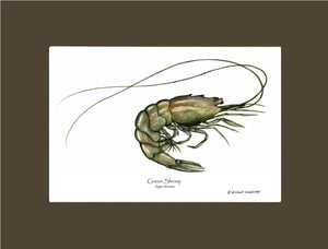 Shellfish Print: Shrimp, Green