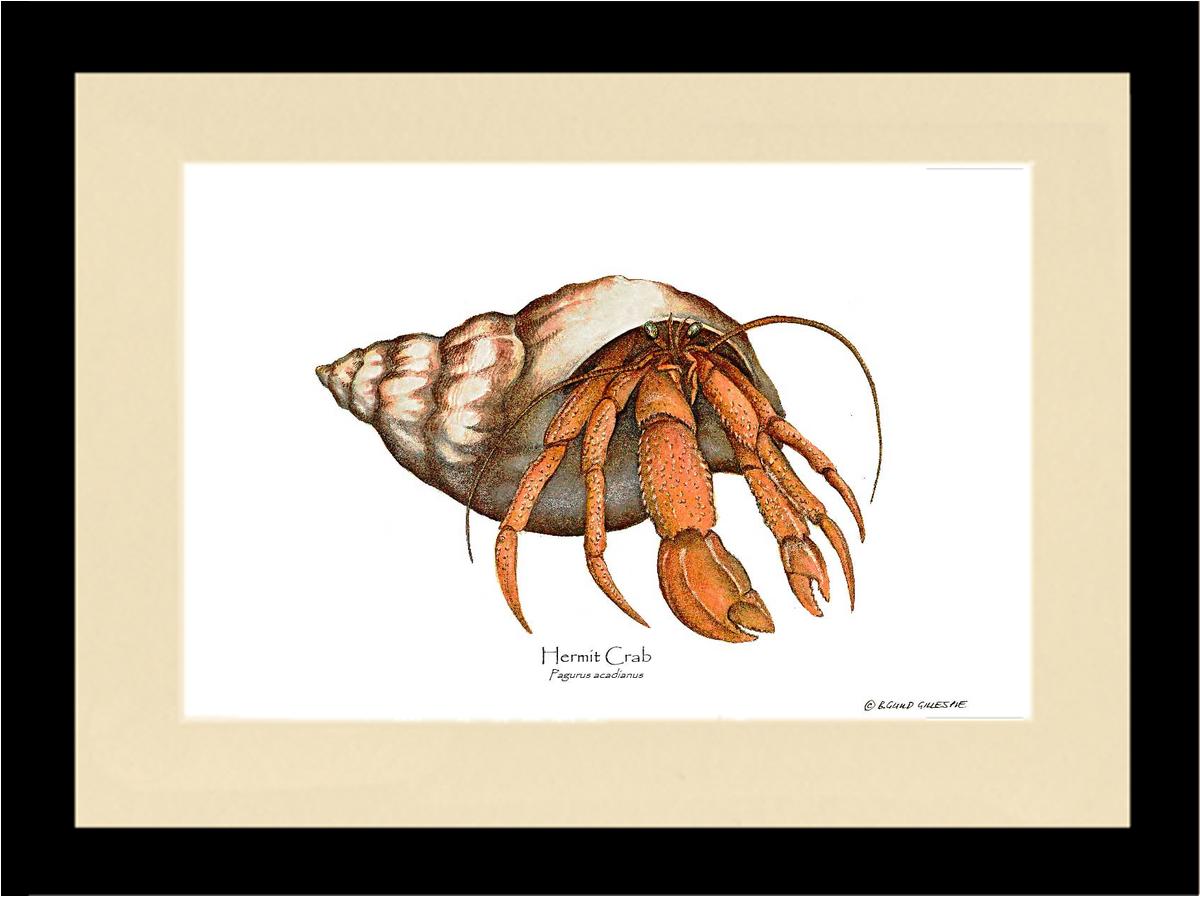 Crab, Hermit | Wall Art Shellfish Print
