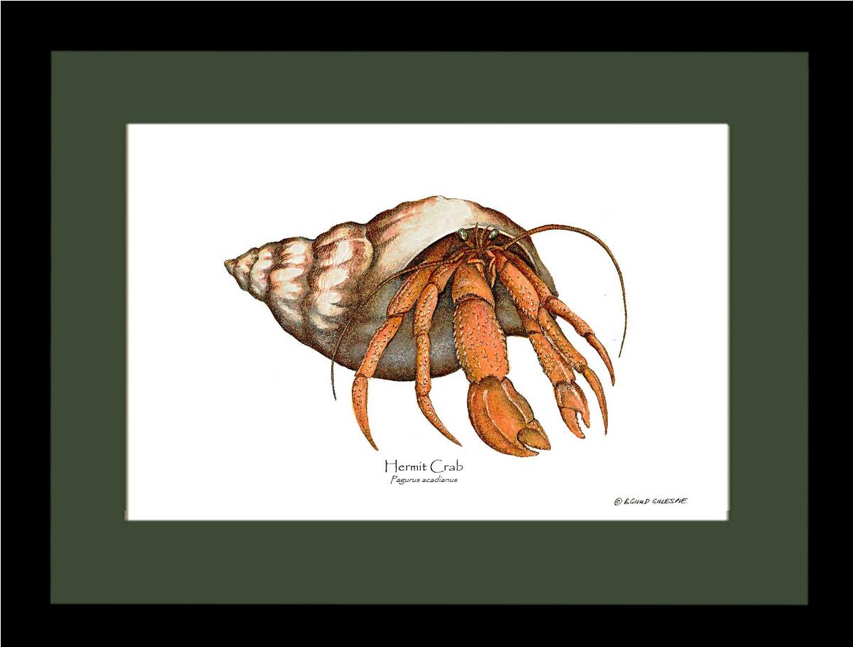 Crab, Hermit | Wall Art Shellfish Print