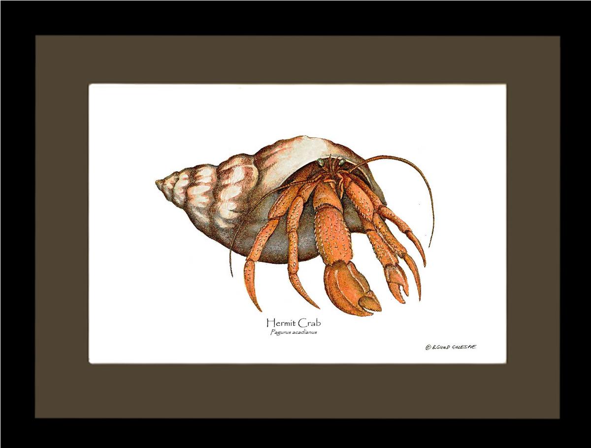 Crab, Hermit | Wall Art Shellfish Print