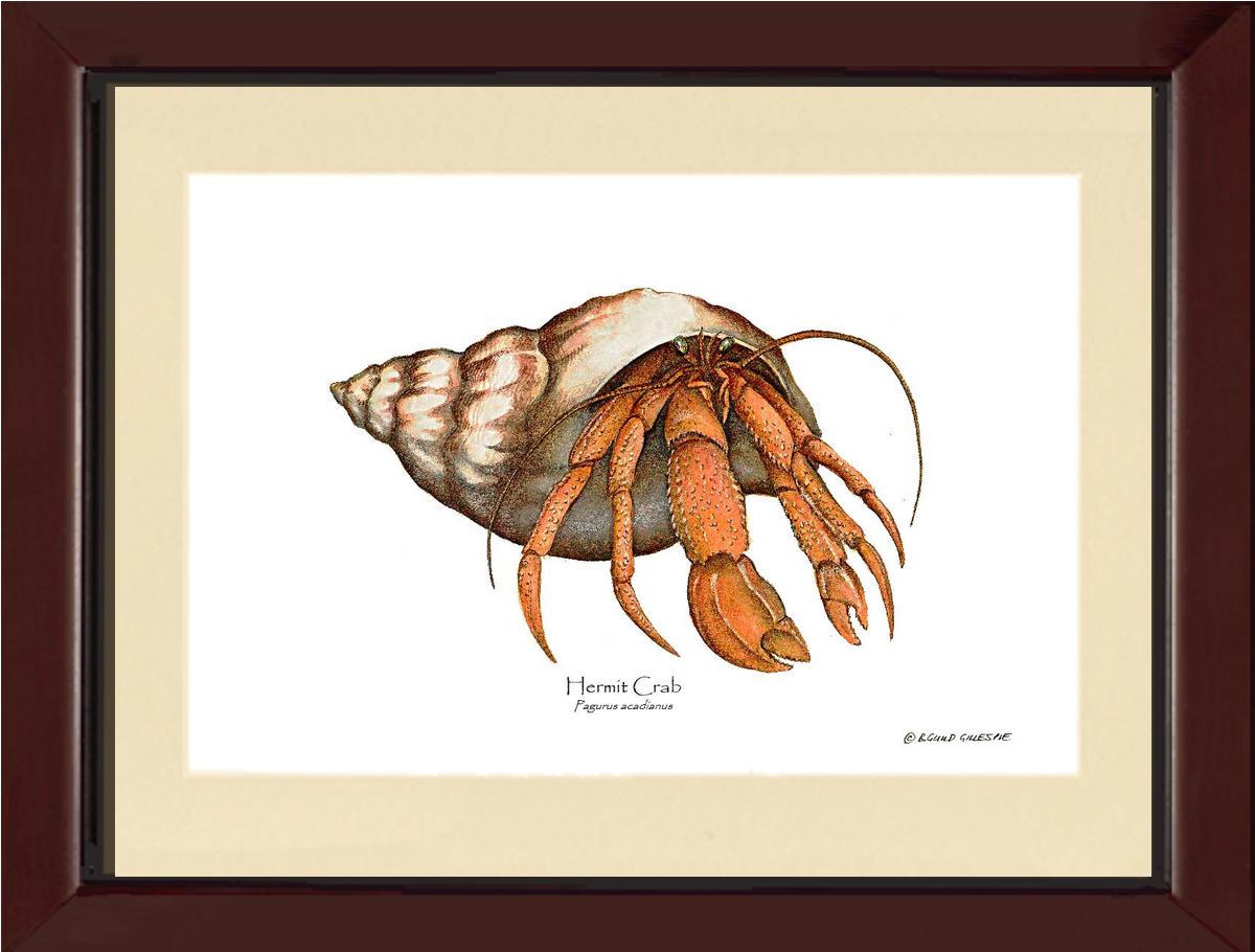 Crab, Hermit | Wall Art Shellfish Print