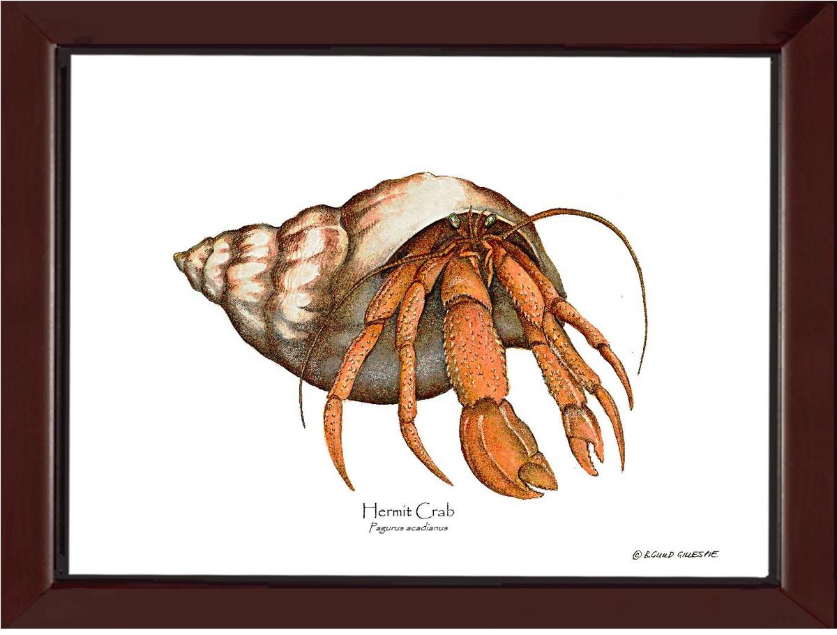 Crab, Hermit | Wall Art Shellfish Print