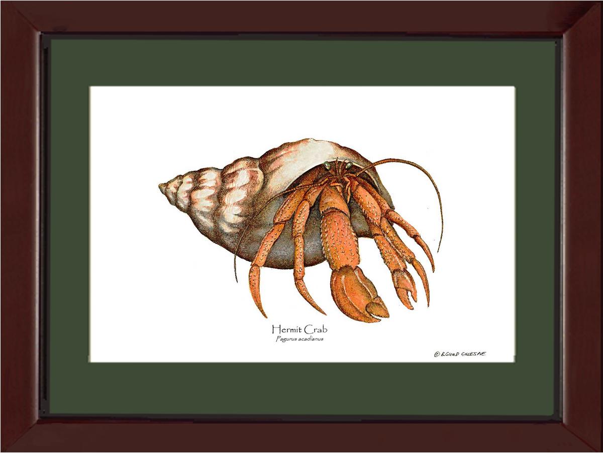 Crab, Hermit | Wall Art Shellfish Print