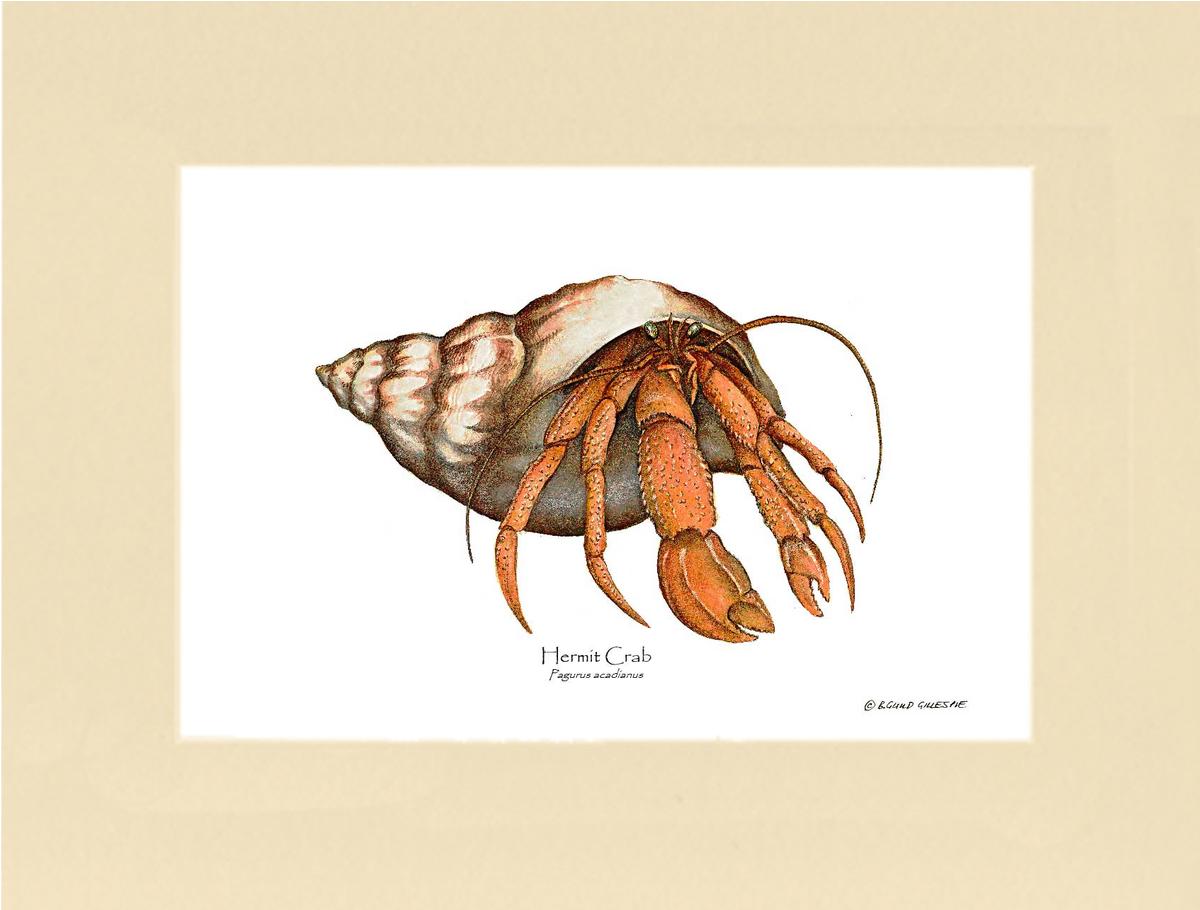 Crab, Hermit | Wall Art Shellfish Print