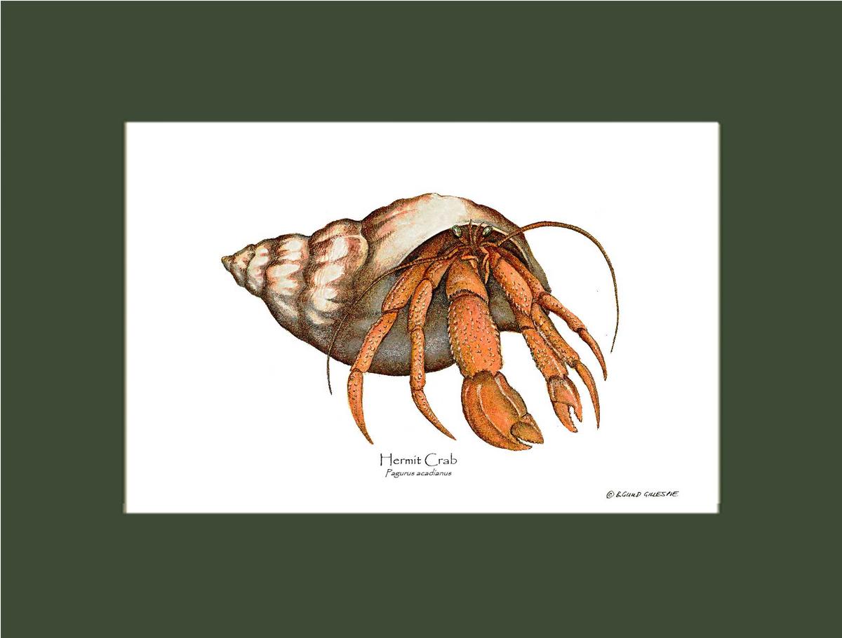 Crab, Hermit | Wall Art Shellfish Print