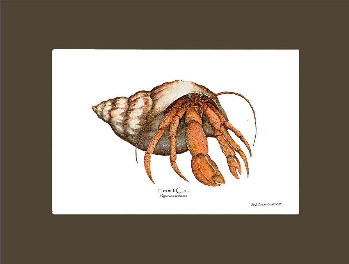 Crab, Hermit | Wall Art Shellfish Print