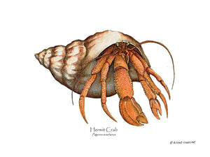 Shellfish Print: Crab, Hermit