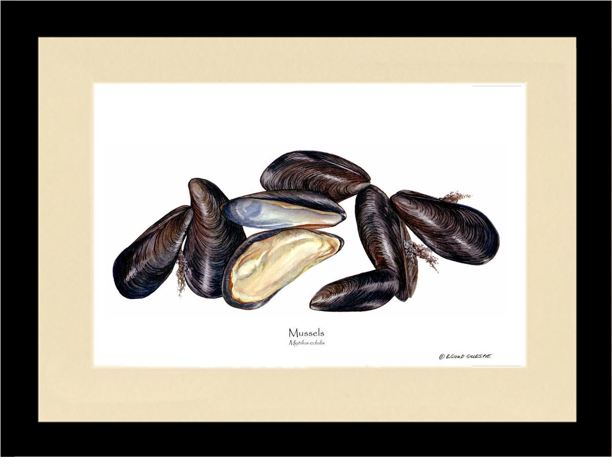 Mussels | Wall Art Shellfish Print