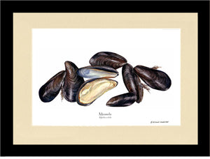 Shellfish Print: Mussels
