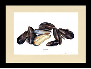 Mussels