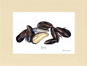 Shellfish Print: Mussels