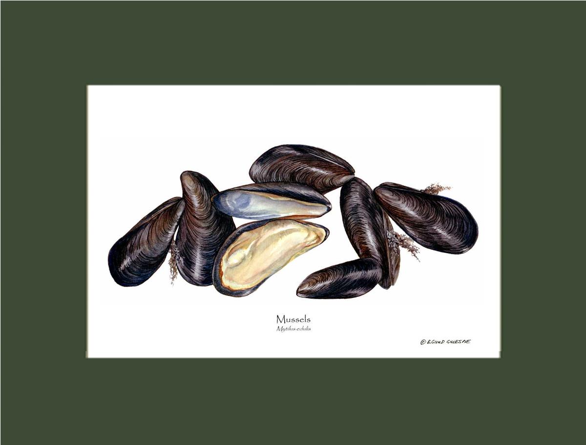 Mussels | Wall Art Shellfish Print