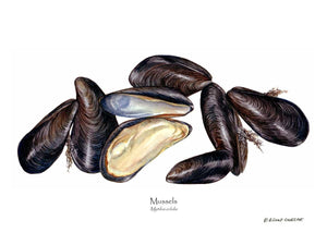 Mussels