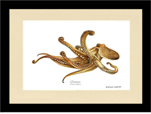 Octopus