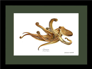 Octopus