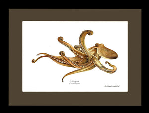 Octopus